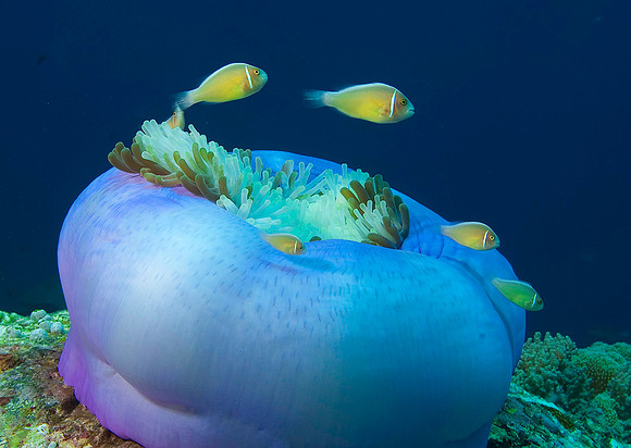 Anemonefish 5075