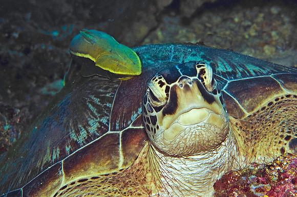 Turtle, with Remora on shell 3969