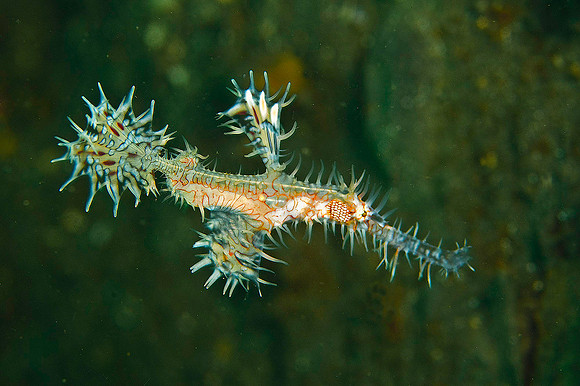Pipefish 4558