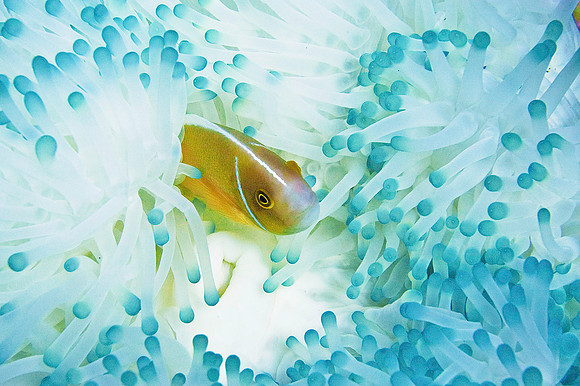 Anemonefish 0322