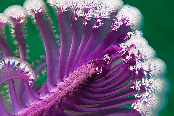 Sea Quill 5478