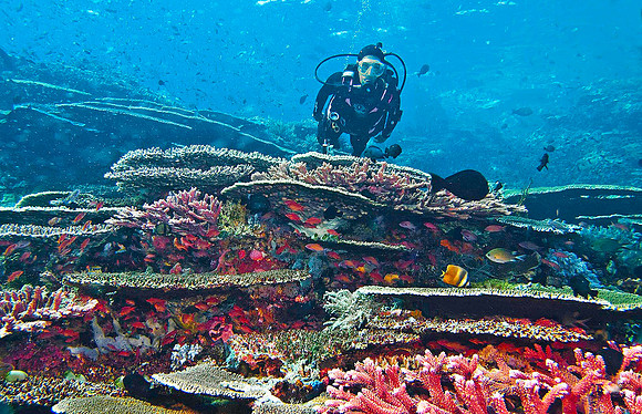 Tatawa Kecil surrounding reef, Komodo Island, Indonesia 0328