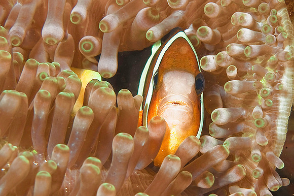 Anemonefish 5250