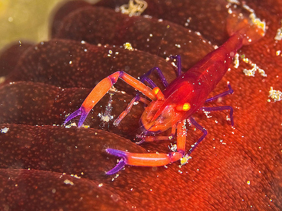 Squat Lobster 4771