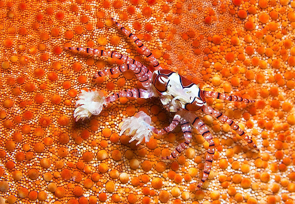 Pom Pom Crab on Starfish 4395
