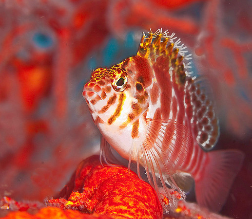 Hawkfish 4868