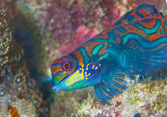 Mandarinfish 4328