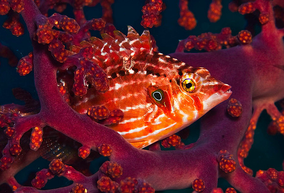 Hawkfish 4464