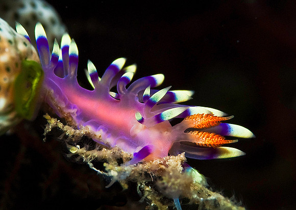 Nudibranch 4027
