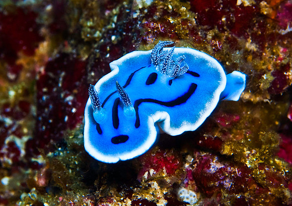 Nudibranch 4447