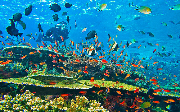 Tatawa Kecil surrounding reef, Komodo Island, Indonesia 0332