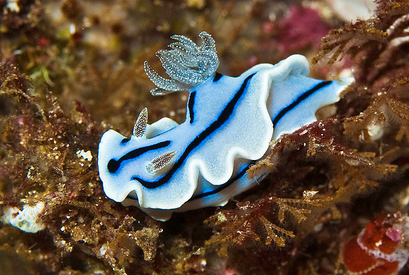 Nudibranch 4109