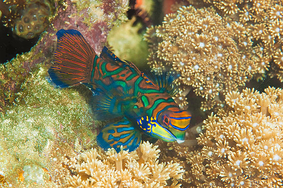 Mandarinfish 4332