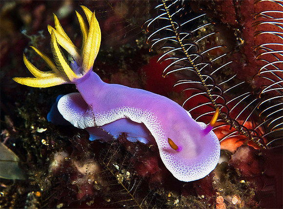 Nudibranch 4858