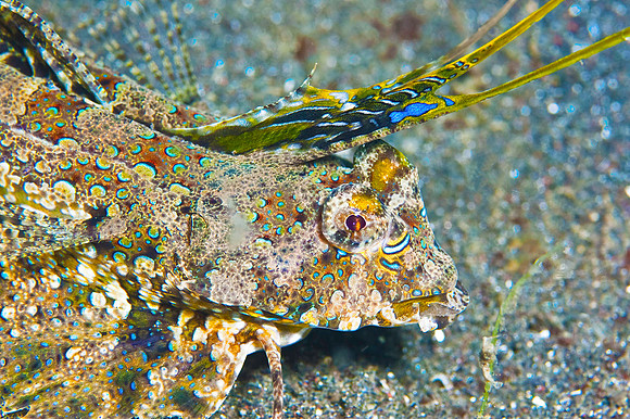 Scorpionfish 4799