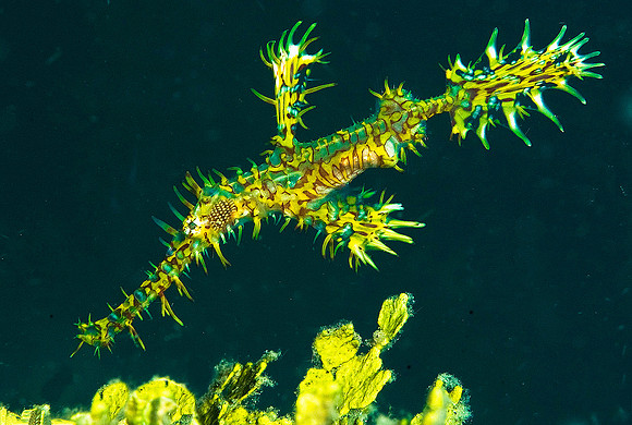 Pipefish 4715