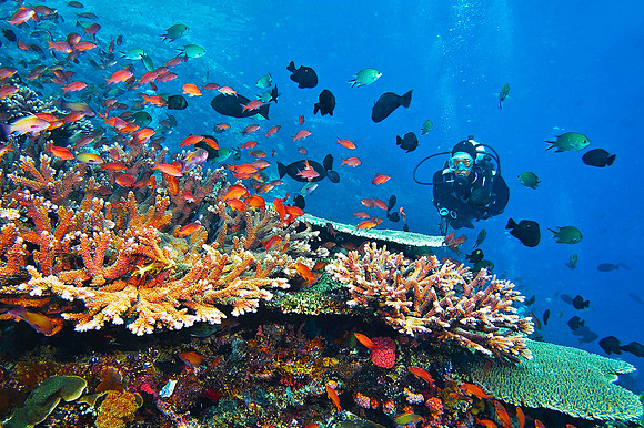 Tatawa Kecil surrounding reef, Komodo Island, Indonesia 0336