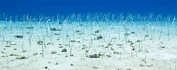 Garden Eels 5096