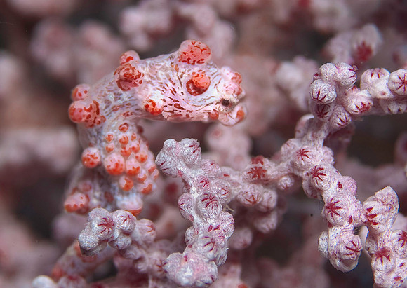 Pygmy Seahorse 4410