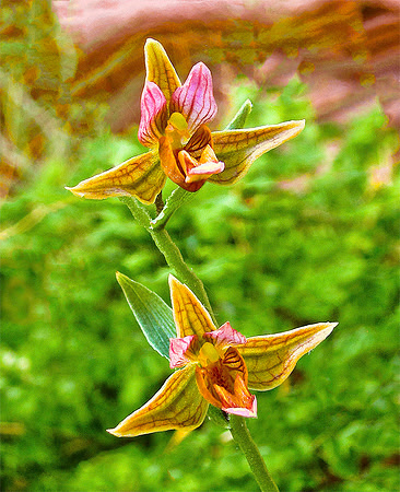Dessert Orchid - San Juan River 1817