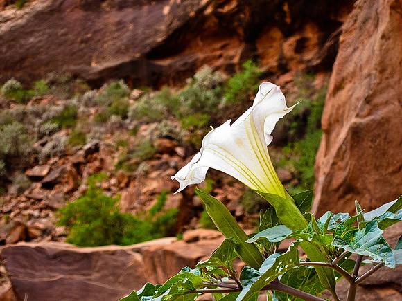 Datura ("Jimson Weed") - San Juan River 1811
