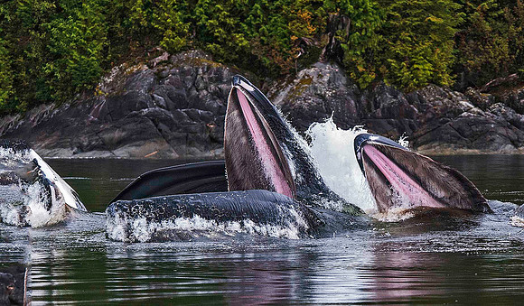 Humpback Whales bubble net fishing, Hartley Bay, BC, Canada 0424