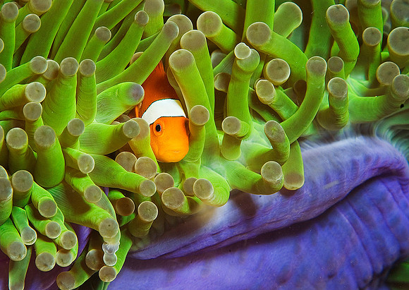 Anemonefish 1292