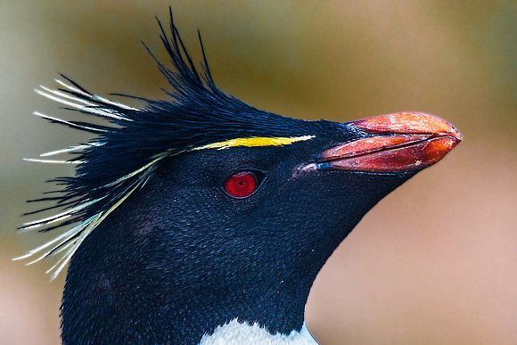 Rockhopper Penguin, South Harbour, New Island 8800
