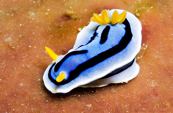 Nudibranch 1148