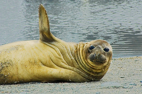 Southern Elephant Seal 2478