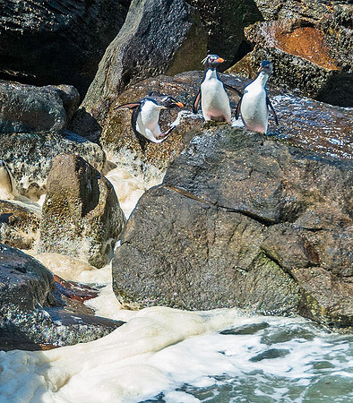 Rockhopper Penguins exiting water, South Harbour, New Island 8877