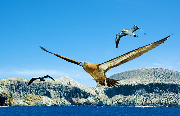 Brown Boobies at San Benedicto Island 3237