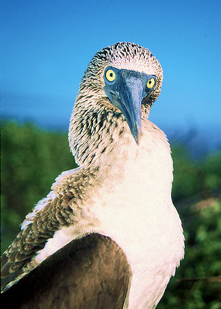 Blue Footed Boobie, Galapagos 2