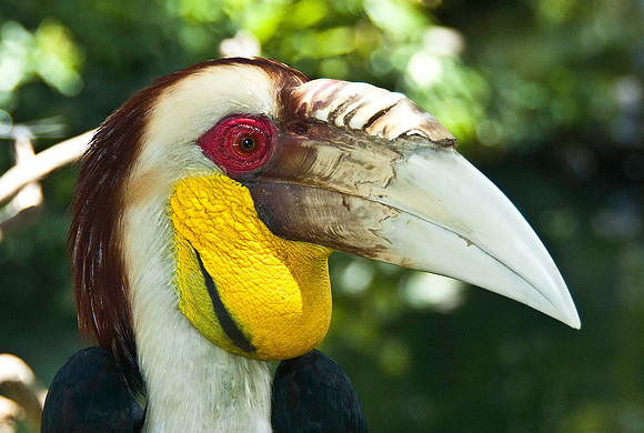 Wreathed Hornbill 1567