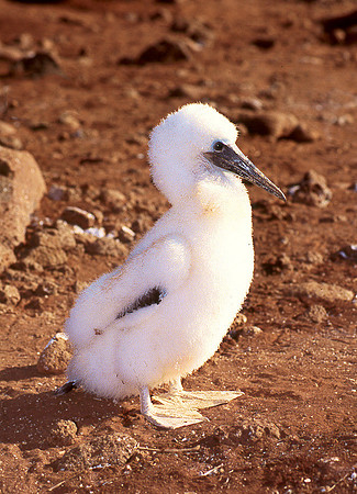 Blue Footed Boobie chick, Galapagos 1
