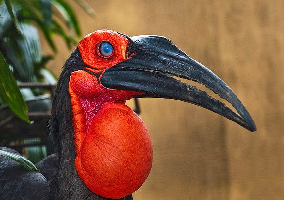 Ground Hornbill 5255