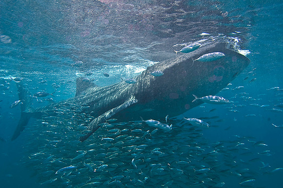 Whale Shark 0077