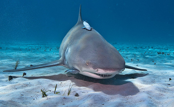 Lemon Shark 0268