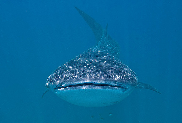 Whale Shark 0023