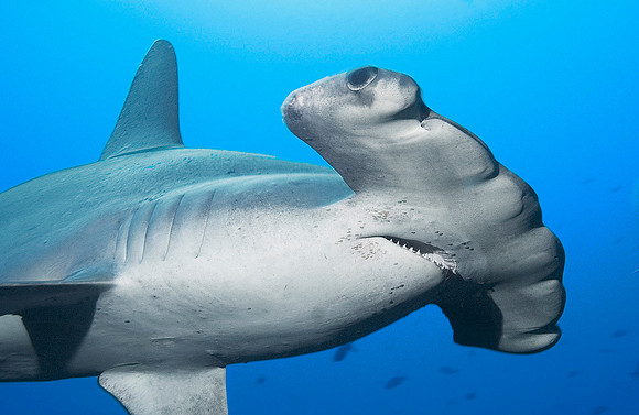 Scalloped Hammerhead Shark 5132