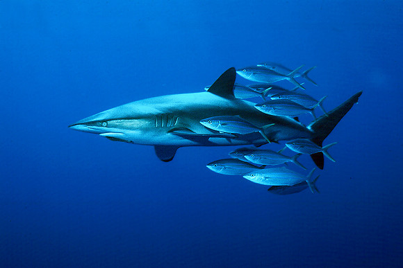 Dusky Shark, with Rainbow Runner, near San Benedicto Island 04-1