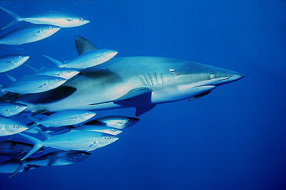 Dusky Shark, with Rainbow Runner, near San Benedicto Island 04-4