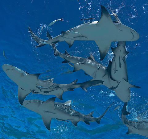 Lemon Shark 0170