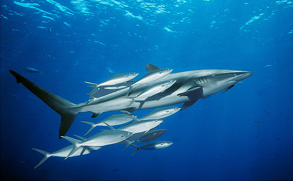 Dusky Shark, with Rainbow Runner, near San Benedicto Island 04-2