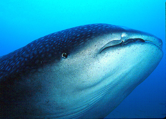 Whale Shark 3