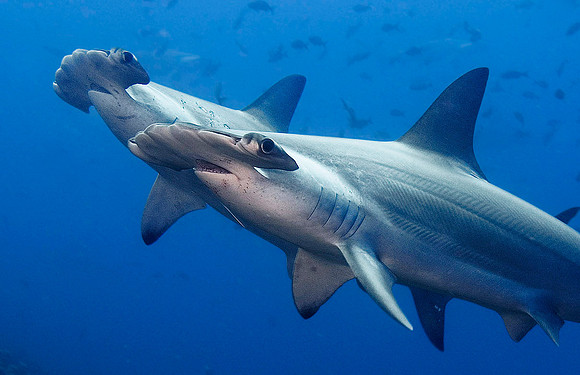 Scalloped Hammerhead Sharks 4076