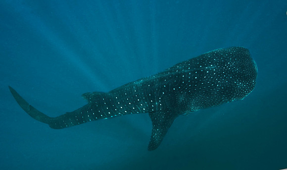 Whale Shark 001