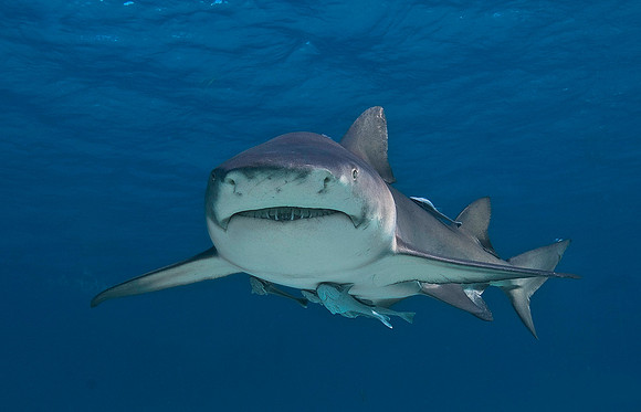Lemon Shark 0522