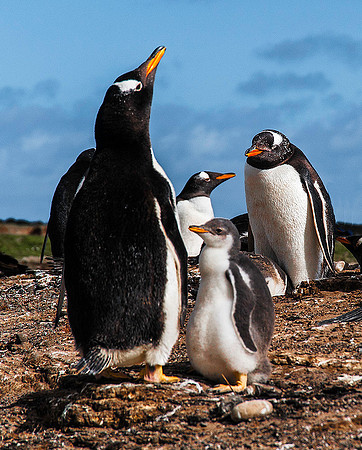 Gentoo Penguins, Sea Lion Island 9212