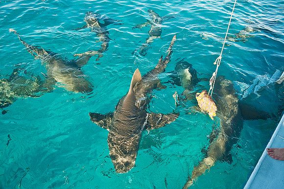 Lemon Shark 0982